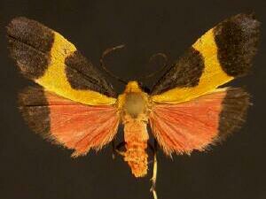 Cisthene kentuckiensis