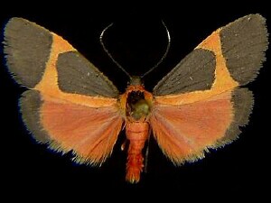 Cisthene martini