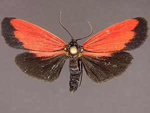 Ptychoglene phrada