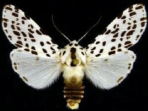 Hypsocompe permaculata