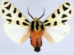 Apantesis proxima