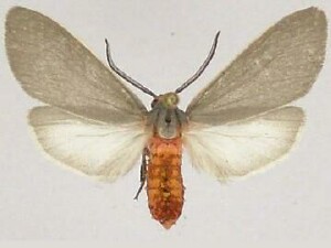 Pygarctia murina