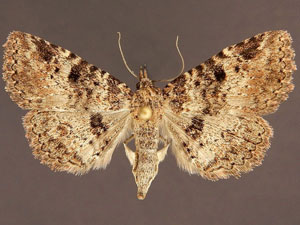 Metalectra bigallis