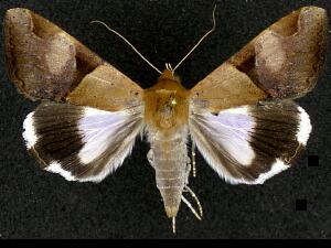 Melipotis fasciolaris