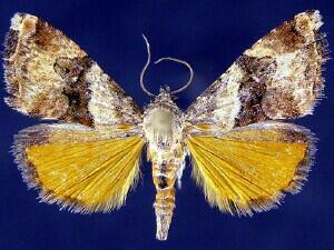 Tripudia limbatus