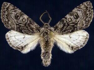 Raphia frater
