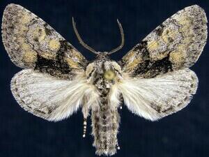 Raphia frater