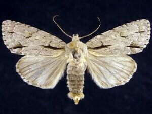 Acronicta interrupta