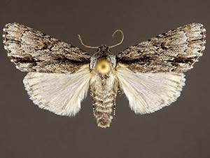 Acronicta valliscola