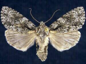 Acronicta marmorata