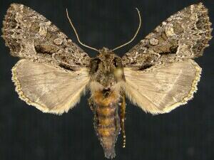 Apamea indocilis