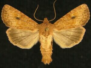Apamea inficita