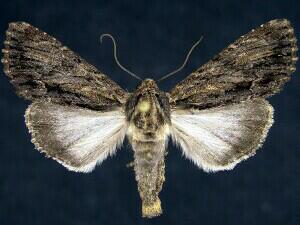 Apamea relicina