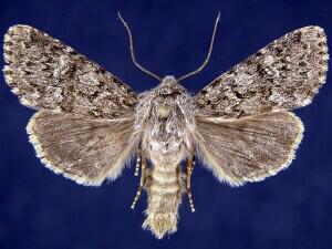 Apamea zeta