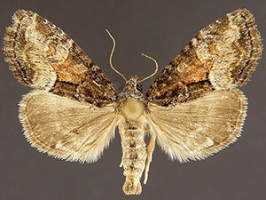Neoligia subjuncta