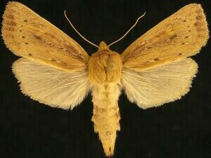 Globia subflava