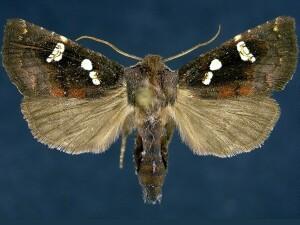 Papaipema sciata