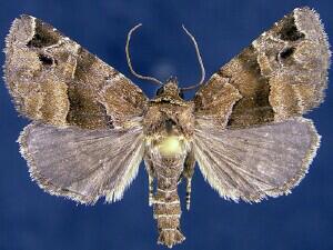 Niphonyx segregata