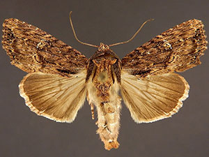 Dypterygia ligata