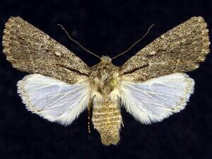 Pseudohadena vulnerea