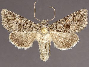 Pseudanarta exasperata