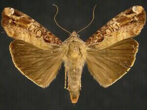 Magusa divaricata