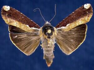 Magusa divaricata