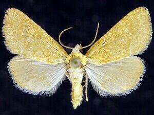 Azenia templetonae