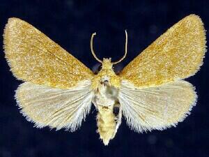 Azenia templetonae