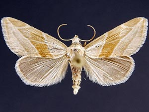 Plagiomimicus yakama
