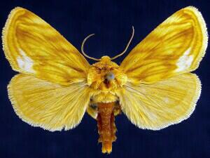 Cirrhophanus triangulifer