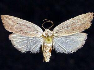 Amolita roseola