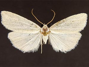 Amolita delicata