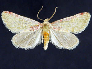 Aleptinoides ochrea