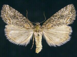 Afotella cylindrica