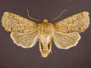 Homoglaea californica