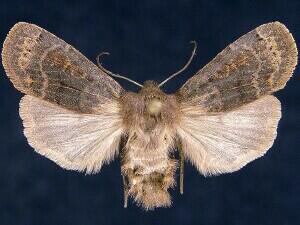 Homoglaea hircina