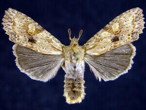 Lithophane hemina