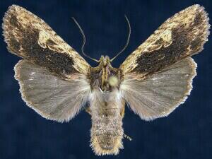 Lithophane hemina