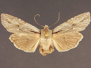 Lithophane thujae