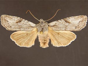 Lithophane georgii