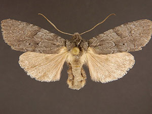 Lithophane lepida