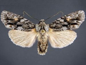 Lithophane nasar