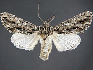 Fishia nigrescens