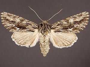 Fishia nigrescens
