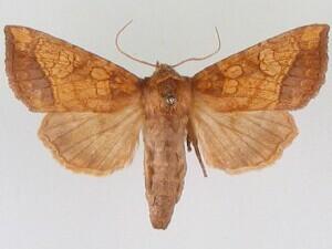 Papaipema sulphurata