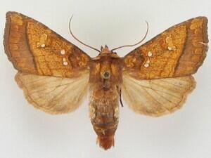 Papaipema harrisii