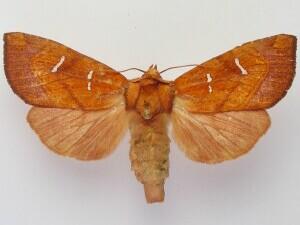 Papaipema speciosissima
