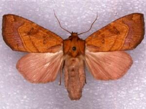 Papaipema speciosissima