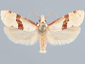 Nycthia pimana